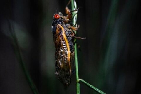 For some foodies, Brood X cicadas are a bottomless buffet
