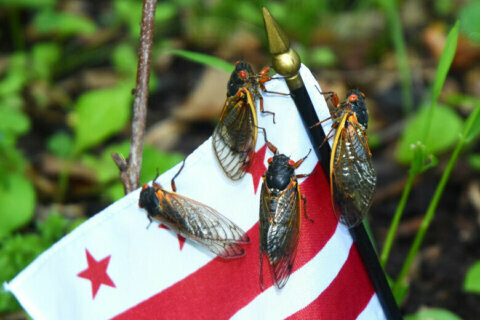 Brood X is almost here: Billions of cicadas are emerging in eastern US