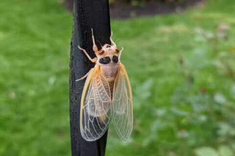 ‘They’ll be just fine’: Cicadas will weather chilly snap