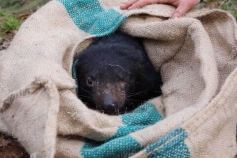 Tasmanian devils born on Australian mainland for first time in 3,000 years