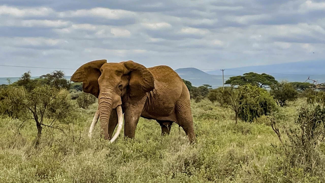 Kenya has experienced an elephant baby boom during the pandemic.