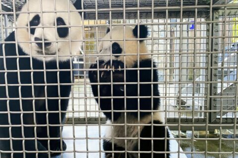 DC’s giant panda cub a ‘quick learner’; begins husbandry training