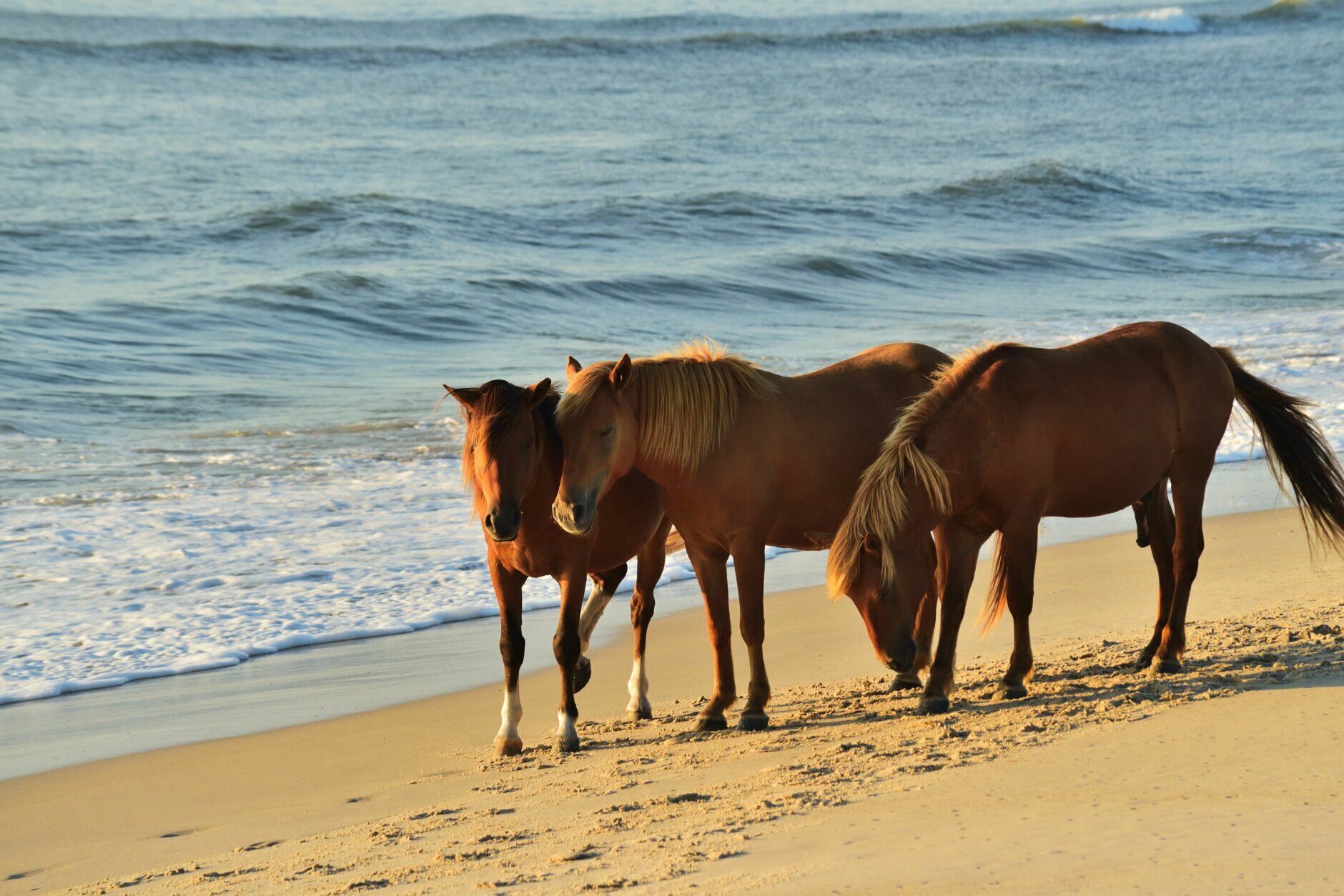 Three Assateague ponies, one stallion and two mares, walking along the surf at the Assateague Island National Seashore beach staring at the camera hoping for a handout