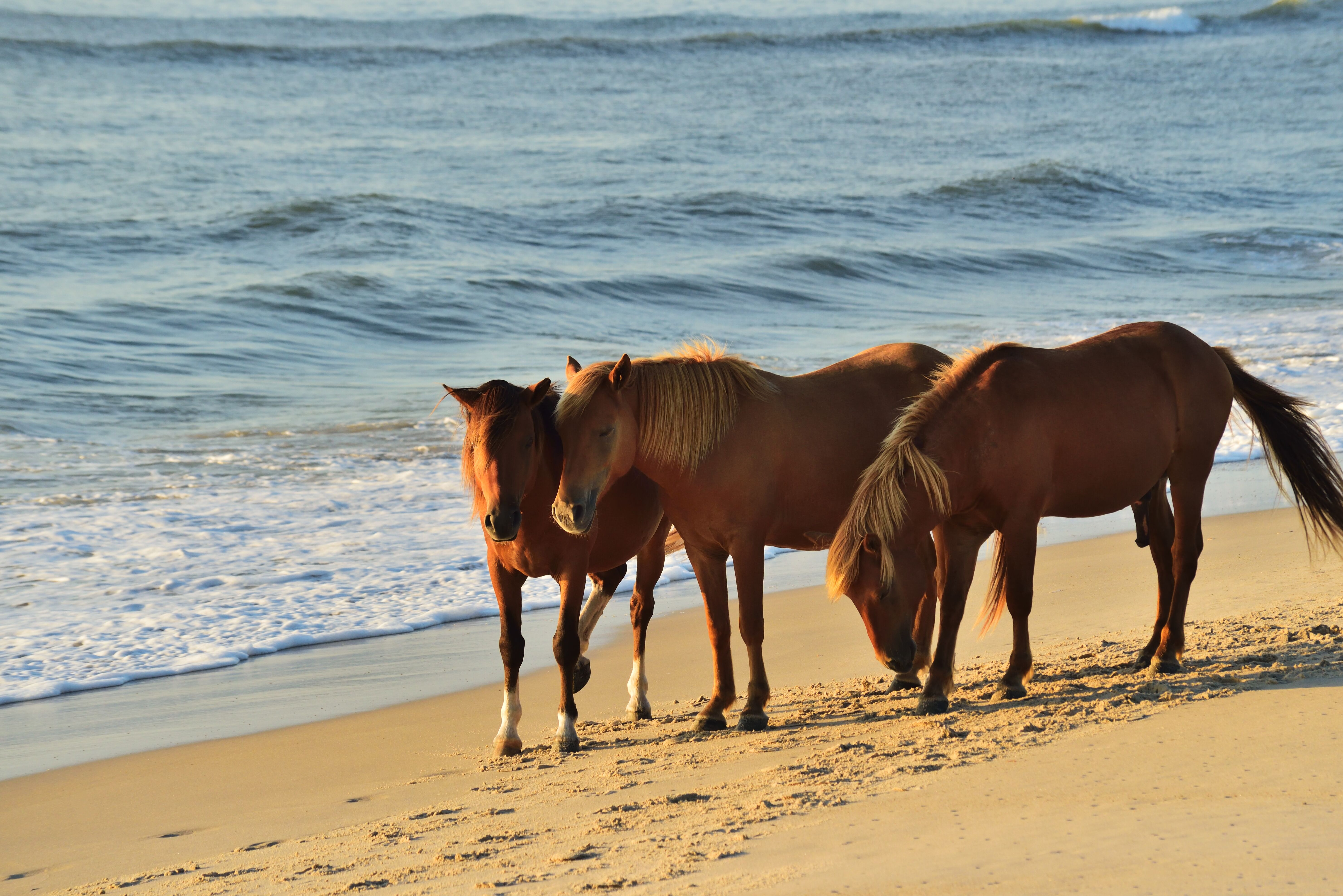 ponies on beach