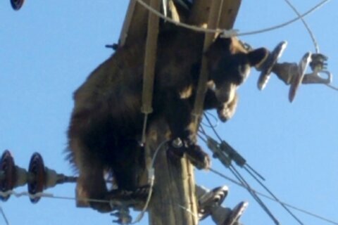 Bear found stuck on power pole in southern Arizona city