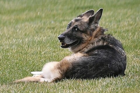 Bidens’ older dog, Champ, has died; German shepherd was 13