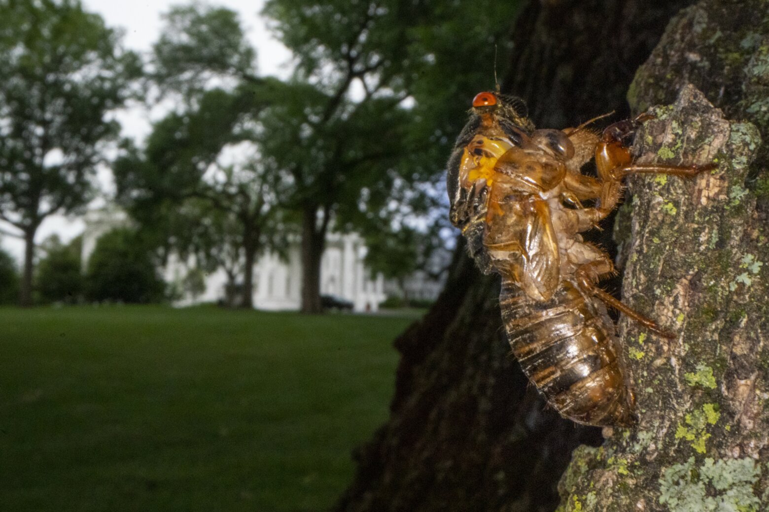 How Cicadas Disrupt The Food Web, Even Years Later