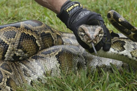 Hunt is on for Burmese pythons, Florida natives’ arch-enemy