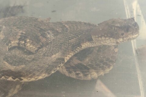 Venomous rattlesnake ‘apprehended’  in Old Town Alexandria