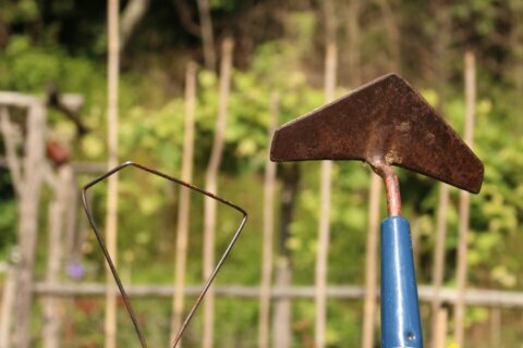 Gardening: For easy, effective weeding, go back to the hoe