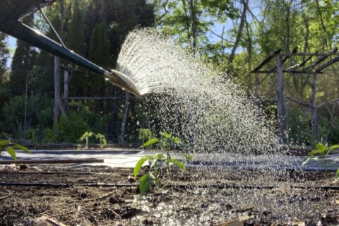 Gardening: Buy or make a rain gauge to get watering right