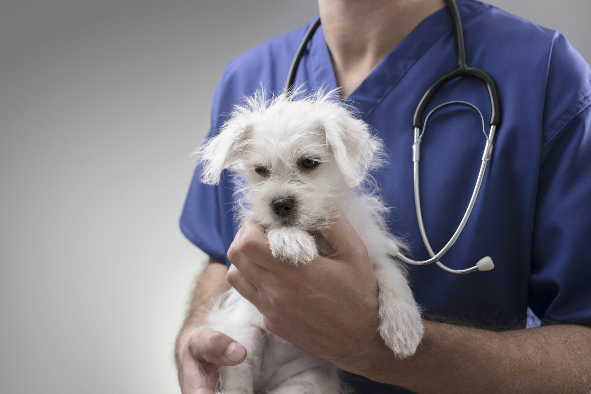 COVID-19 pandemic magnifies workforce crisis in veterinary field - WTOP ...