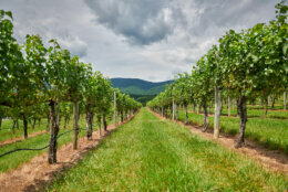 Dramatic clouds just before a storm sit over the blue ridge mountains just past the vineyard.