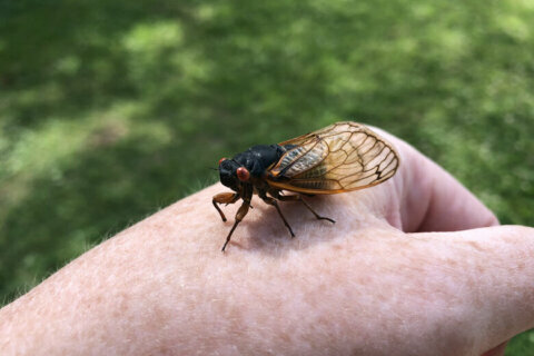 Cicada invasion stragglers start to emerge