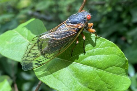 White House press charter plane delayed by cicadas