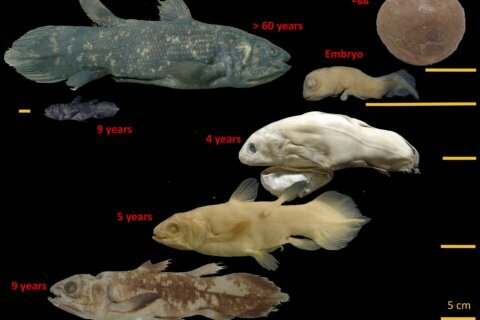 Weird ‘living fossil’ fish lives 100 years, pregnant for 5