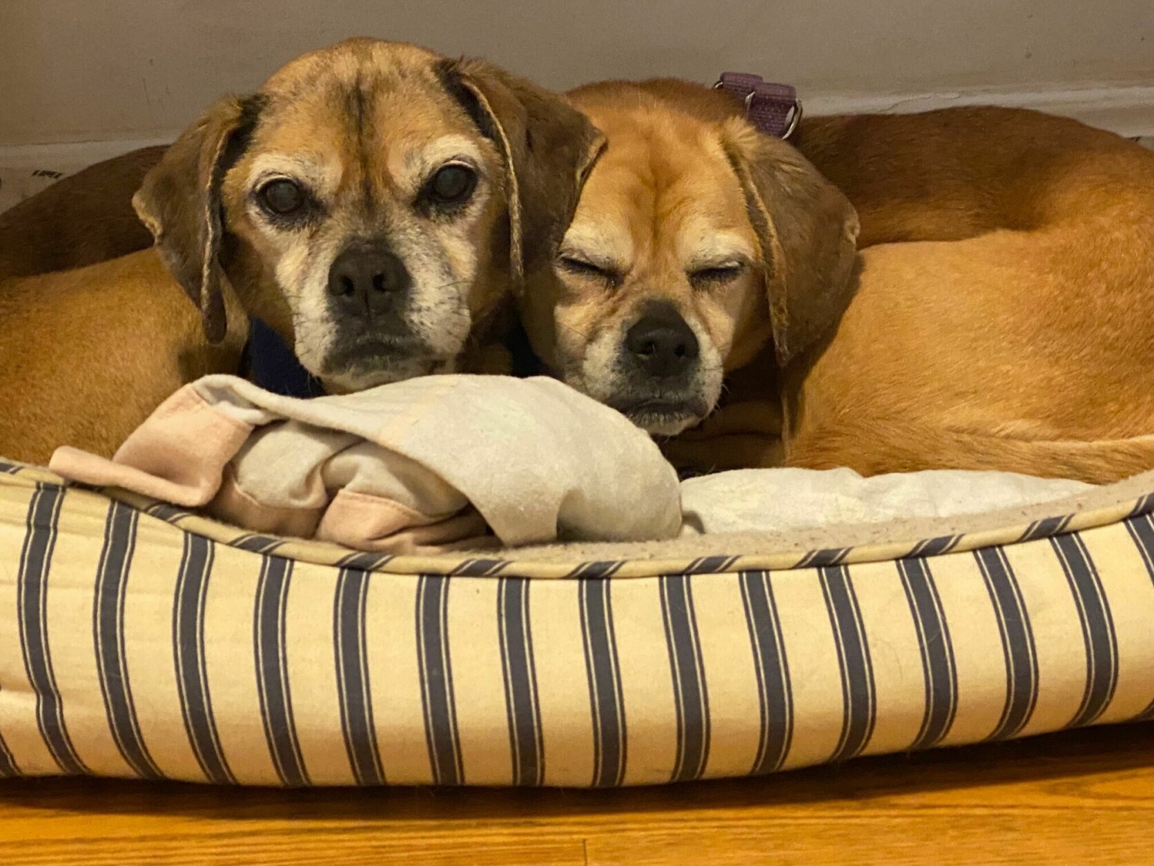 <p>The 15-year-old puggle duo of <strong>Mia</strong> and <strong>Bode</strong> charmed all those who met them during their time at HRA.</p>
<p>They are now happily spending their golden years with a family in D.C.</p>
