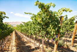 A row of cabernet sauvignon grapes stretches down a long row in a vineyard on Red Mountain in Washington State.