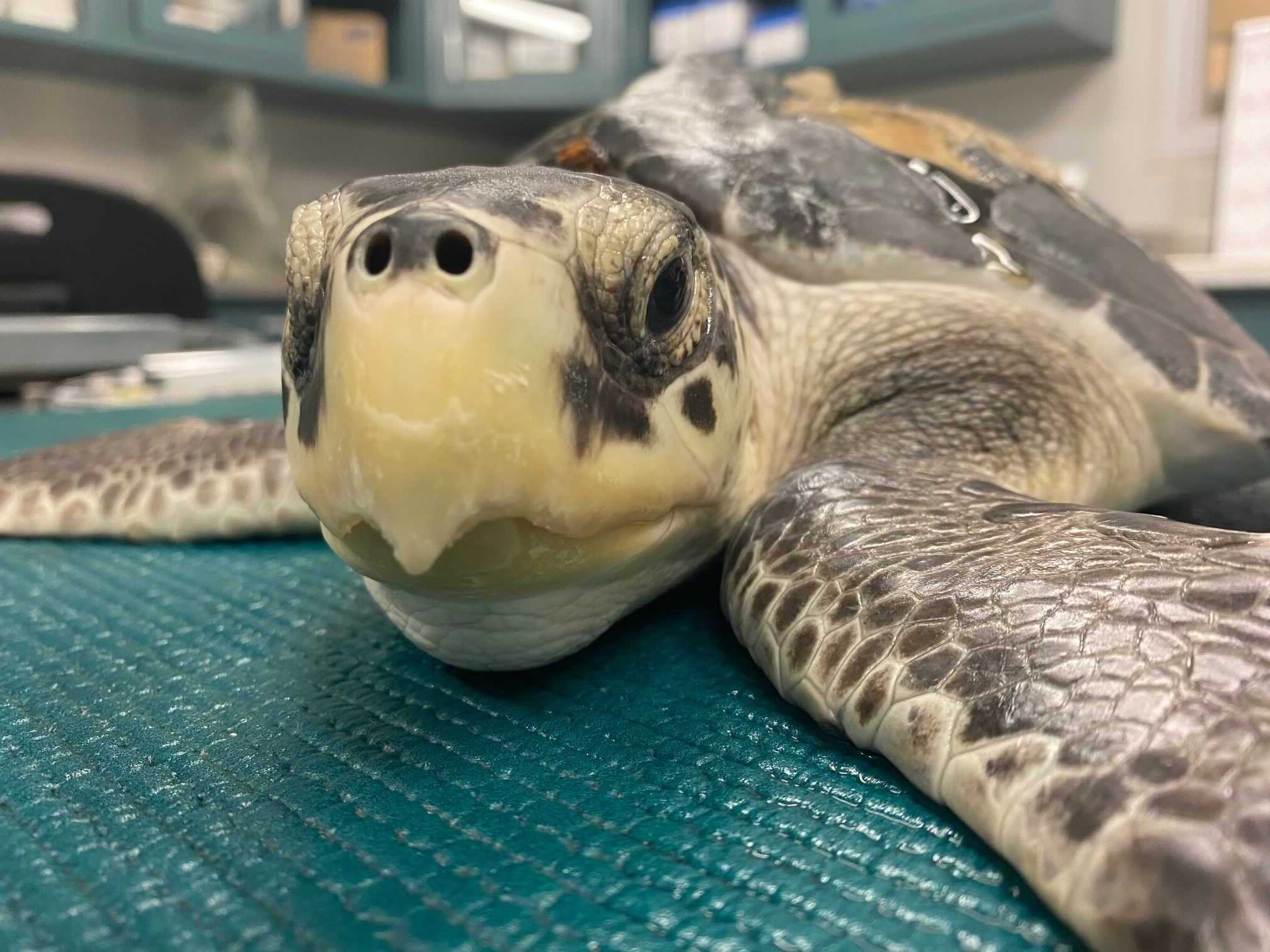 Rescued sea turtles: some to be released, some still sick - WTOP News