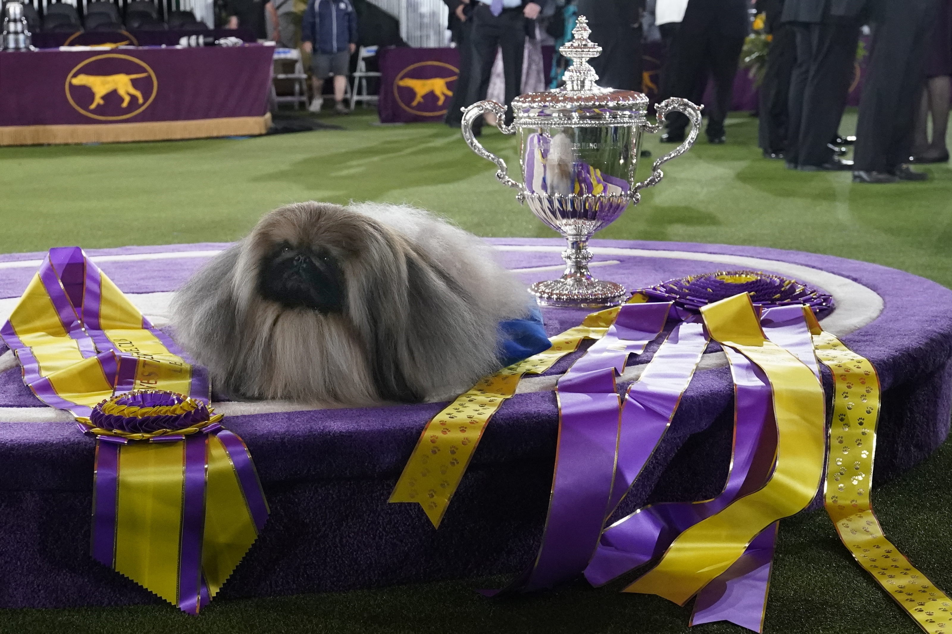 what happens at a dog show