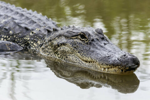 Man kills alligator he trapped on Southern Maryland beach