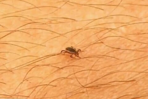 Tick discovery near California beaches prompts Lyme disease warning