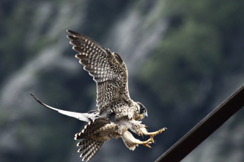 Peregrine falcon chick learns to fly at Harpers Ferry
