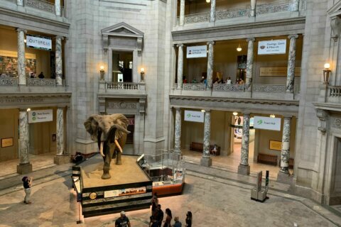 Smithsonian’s natural history museum reopens Friday