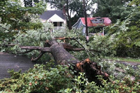 Homes evacuated in Takoma Park after storm brings down tree