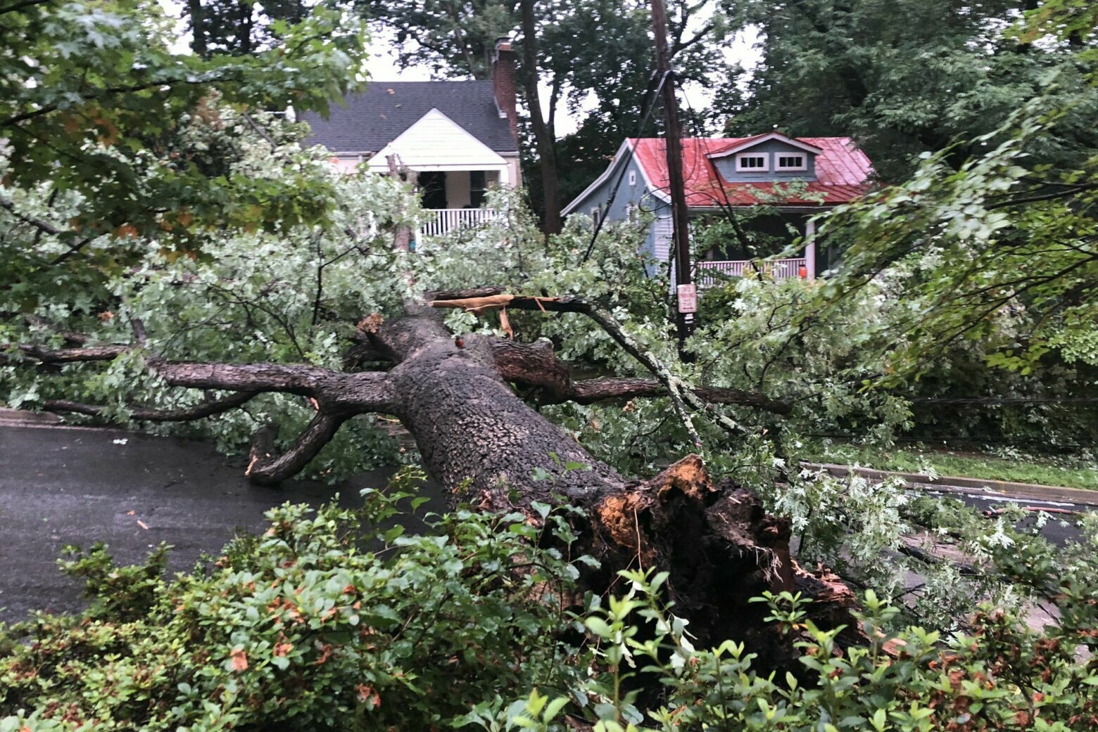 Homes evacuated in Takoma Park after storm brings down tree - WTOP News