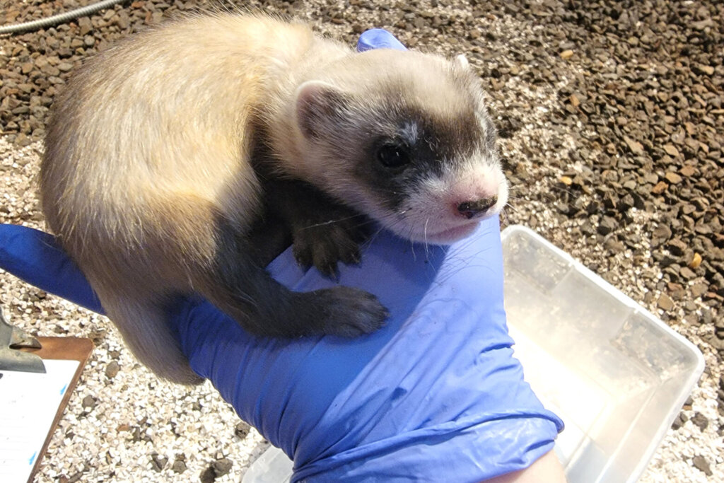 6 endangered black-footed ferrets born at National Zoo outpost in Virginia