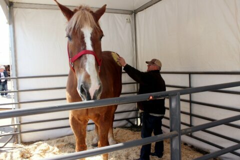 World’s tallest horse, Big Jake, dies in Wisconsin at age 20