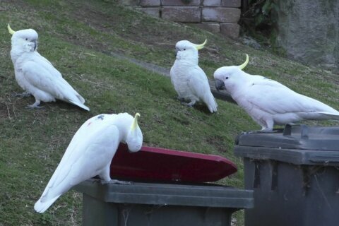 Crafty cockatoos master dumpster diving and teach each other