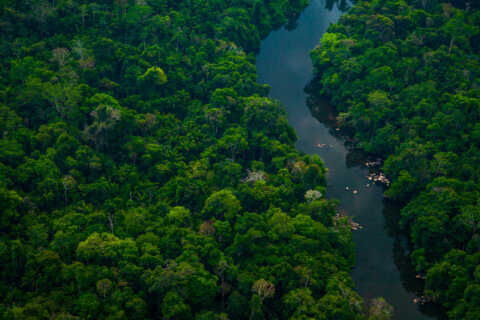 Amazon rainforest is emitting more carbon dioxide than it absorbs in some areas, study says