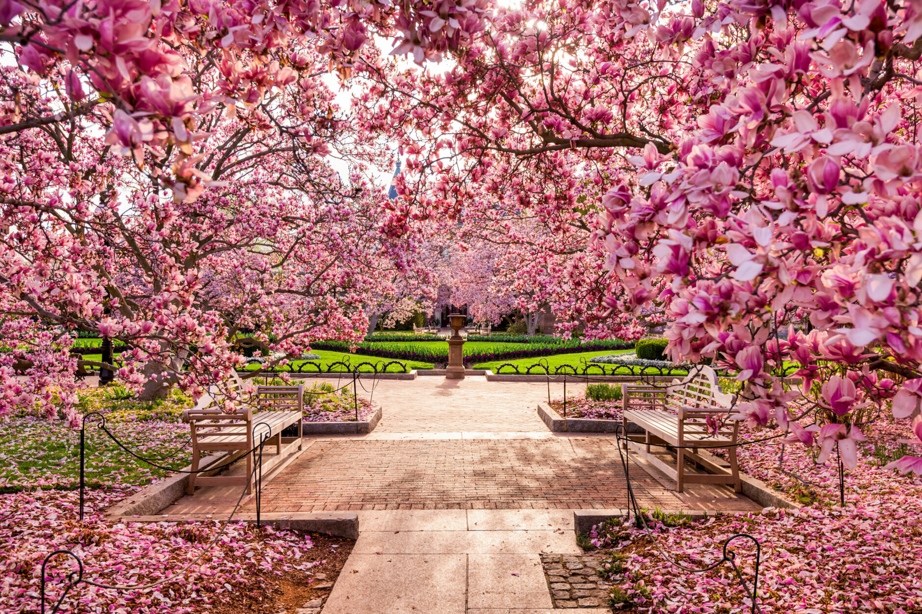 Washington DC spring foliage near the National Mall.