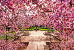 Washington DC spring foliage near the National Mall.