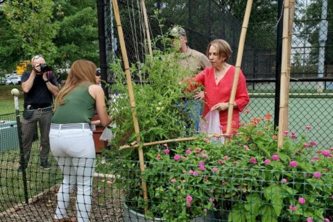Urban garden in Arlington helping to combat hunger