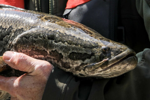 How you can cash in by finding tagged snakeheads in Maryland