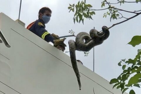 Don’t look up! Bangkok’s slitherers keep snake catchers busy