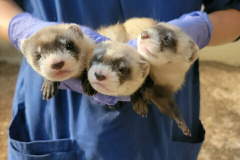 Black-footed ferret kits at National Zoo get names
