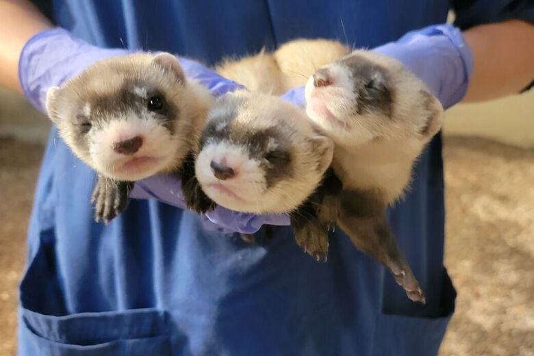 Three black-footed ferrets in the hands of a keeper