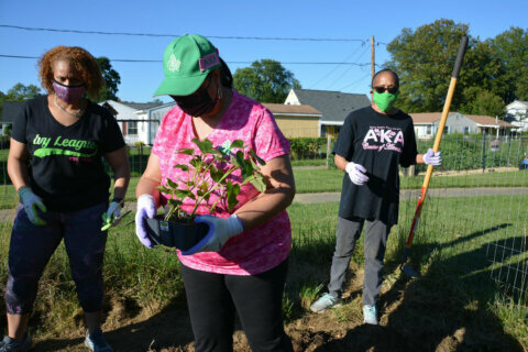 Local AKA chapter to feed Prince George’s families, honor founding with potato harvest