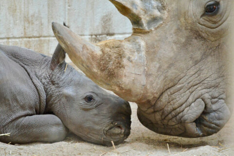 Virginia Zoo announces its first white rhino birth