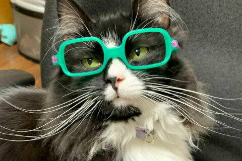 Meet Truffles, the special kitty who wears glasses to help kids feel better about wearing theirs