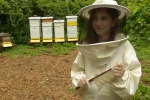 11-year-old launches campaign to save the bees