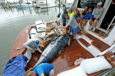 Reel big: New Maryland record for biggest blue marlin catch
