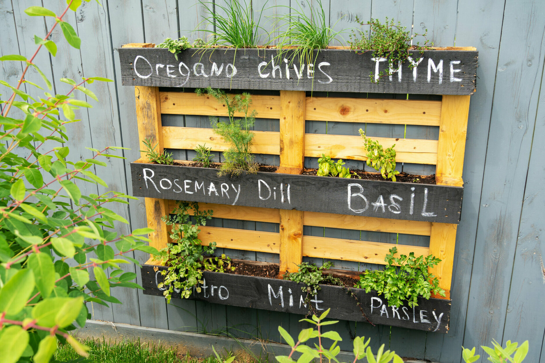 <p><strong>A pallet herb garden.</strong> Recycled pallets can be used numerous ways, but one is to house a vertical herb garden!</p>
