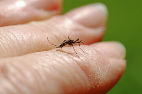 1st human case of West Nile this year confirmed in Maryland