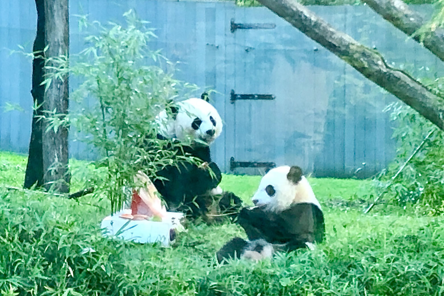Two pandas