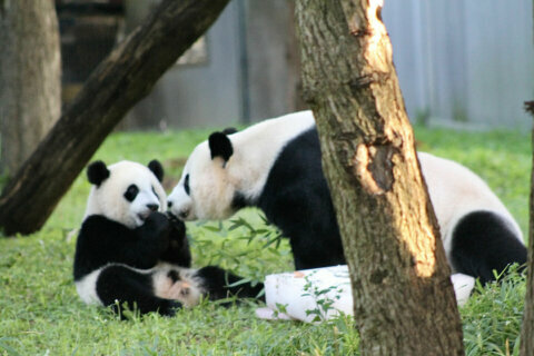 Giant panda cub Xiao Qi Ji celebrates first birthday at National Zoo